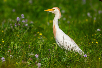 Héron garde-boeufs (Bubulcus ibis - Western Cattle Egret)