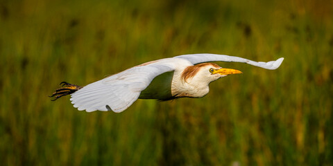 Héron garde-boeufs (Bubulcus ibis - Western Cattle Egret)