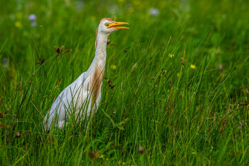 Héron garde-boeufs (Bubulcus ibis - Western Cattle Egret)