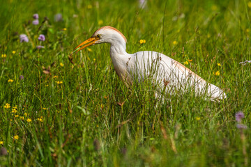 Héron garde-boeufs (Bubulcus ibis - Western Cattle Egret)