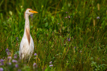 Héron garde-boeufs (Bubulcus ibis - Western Cattle Egret)