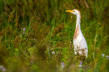 Héron garde-boeufs (Bubulcus ibis - Western Cattle Egret)