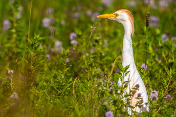 Héron garde-boeufs (Bubulcus ibis - Western Cattle Egret)