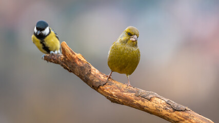 Dzwoniec Chloris chloris © Sawomir