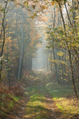 Obraz premium Leśny dukt w mglisty jesienny poranek. Po obu stronach duktu rosną młode drzewa liściaste. Liście na gałęziach mają żółty kolor. Między drzewami unosi się mgła oświetlana promieniami słonecznymi.
