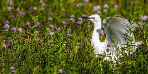 Héron garde-boeufs (Bubulcus ibis - Western Cattle Egret)