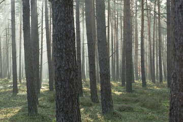 Wysoki, sosnowy las w jesienny poranek. Pomiędzy grubymi, brunatnymi pniami drzew unosi się mgła oświetlana światłem słonecznym. © boguslavus