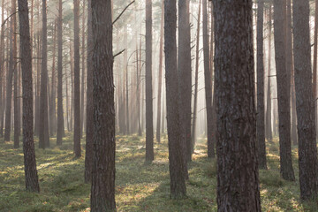 Wysoki, sosnowy las w jesienny poranek. Pomiędzy grubymi, brunatnymi pniami drzew unosi się mgła oświetlana światłem słonecznym. © boguslavus