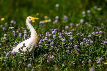 Héron garde-boeufs (Bubulcus ibis - Western Cattle Egret)