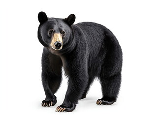 Fototapeta premium Black bear standing on a white background