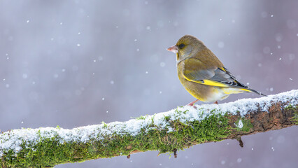 Dzwoniec Chloris chloris © Sawomir