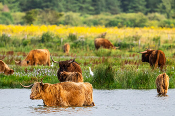 Vaches écossaises Highland Cattle à longs poils dans le marais en baie de Somme