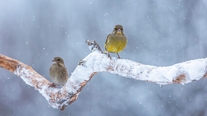 Dzwoniec Chloris chloris © Sawomir