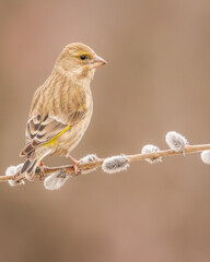 Dzwoniec Chloris chloris