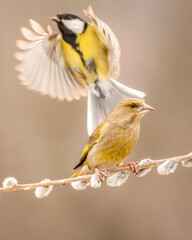 Dzwoniec Chloris chloris