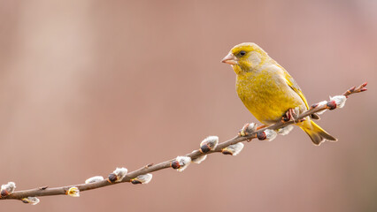 Dzwoniec Chloris chloris © Sawomir