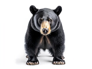 Fototapeta premium Black bear standing on a white background