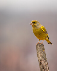 Dzwoniec Chloris chloris