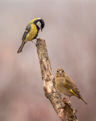 Dzwoniec Chloris chloris