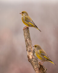 Dzwoniec Chloris chloris