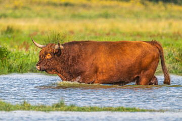 Vaches écossaises Highland Cattle à longs poils dans le marais en baie de Somme