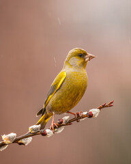 Dzwoniec Chloris chloris © Slawomir
