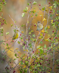 Dzwoniec Chloris chloris © Sawomir