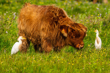 Vaches écossaises Highland Cattle à longs poils dans le marais en baie de Somme