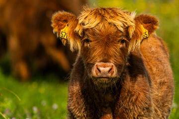 Vaches écossaises Highland Cattle à longs poils dans le marais en baie de Somme