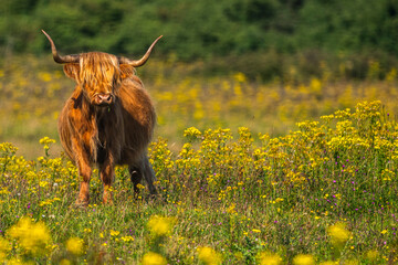 Vaches écossaises Highland Cattle à longs poils dans le marais en baie de Somme