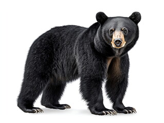 Fototapeta premium Black bear standing on a white background