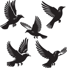 European starling flying poses silhouette set black and white , vector 