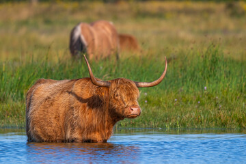 Vaches écossaises Highland Cattle à longs poils dans le marais en baie de Somme