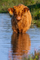 Vaches écossaises Highland Cattle à longs poils dans le marais en baie de Somme