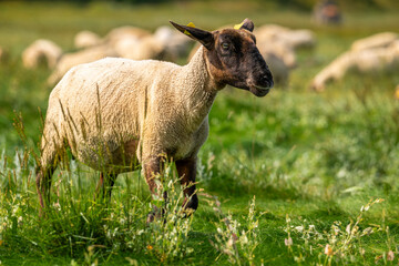 Les moutons de pré-salé dans les mollières