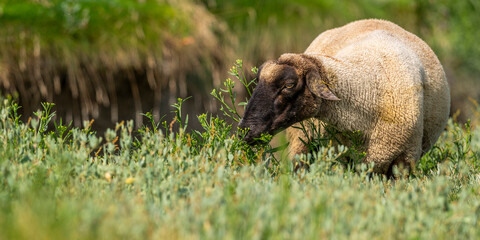 Les moutons de pré-salé dans les mollières