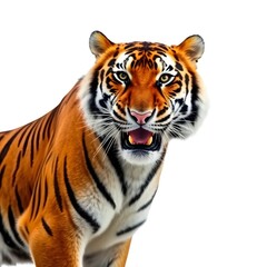 Bengal tiger isolated on white and transparent background.
Tiger walking isolated on white and transparent background
The royal Bengal tiger attack looking camera on white background.