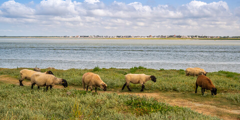 Les moutons de pré-salé dans les mollières