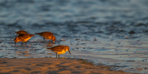 Bécasseau variable (Calidris alpina)