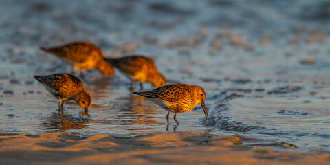 Bécasseau variable (Calidris alpina)