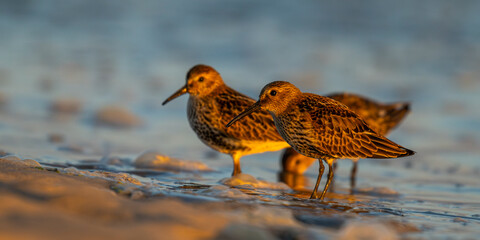 Bécasseau variable (Calidris alpina)