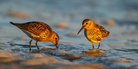 Bécasseau variable (Calidris alpina)