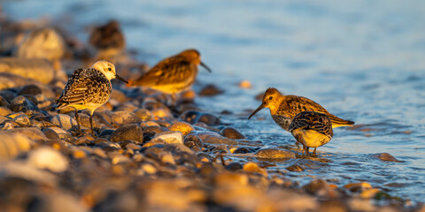 Bécasseau variable (Calidris alpina)