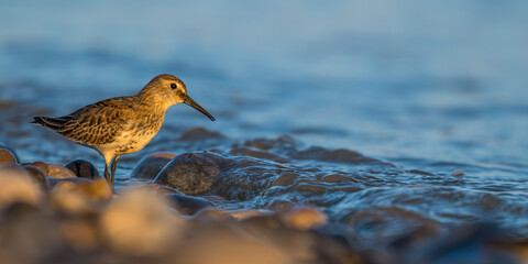 Bécasseau variable (Calidris alpina)