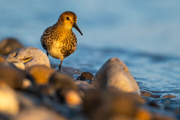 Bécasseau variable (Calidris alpina)