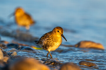 Bécasseau variable (Calidris alpina)