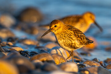 Bécasseau variable (Calidris alpina)