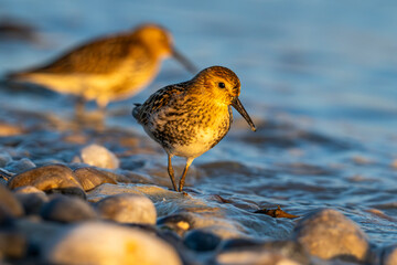 Bécasseau variable (Calidris alpina)
