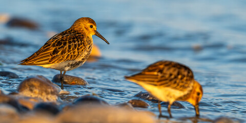 Bécasseau variable (Calidris alpina)