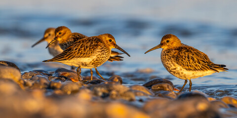 Bécasseau variable (Calidris alpina)
